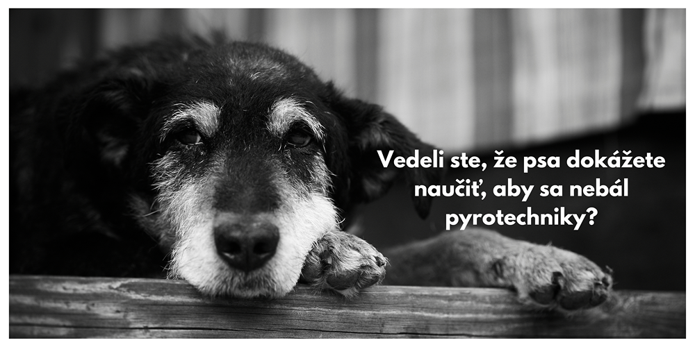 7 tipov ako naui psa, aby sa nebl ohostroja